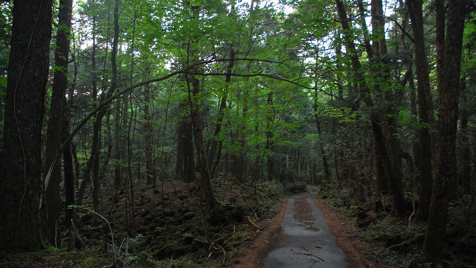 Qory Gore dan Perilaku Tak Pantas di Hutan Aokigahara