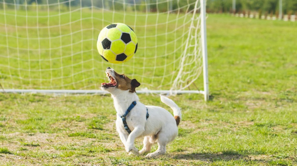 Seekor Anjing Jadi Bintang dalam Pertandingan di Liga Argentina