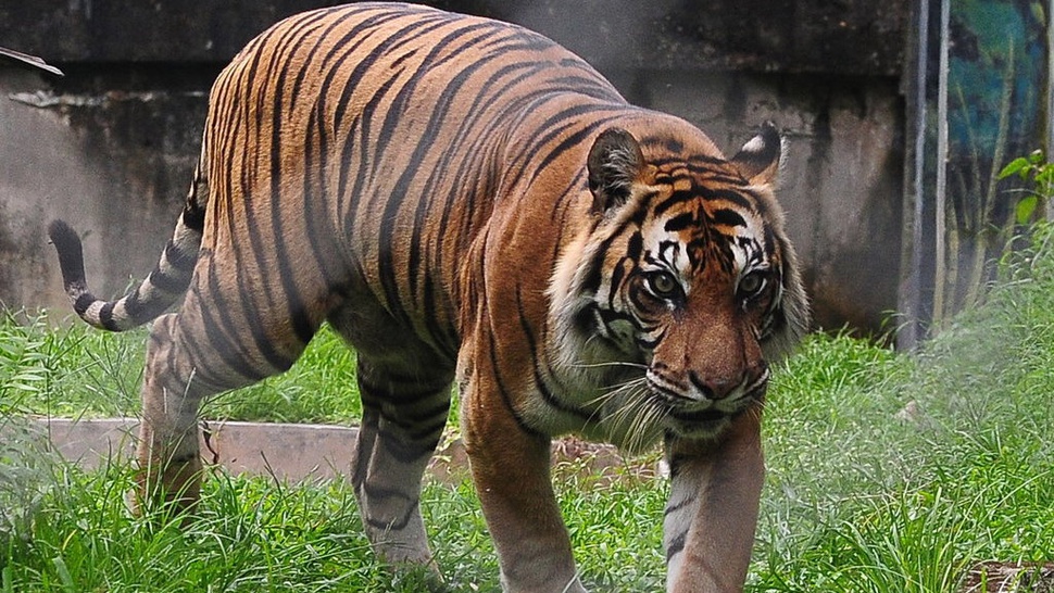 Harimau Diduga Masuk Area Riset Kampus UNSRI Sumsel