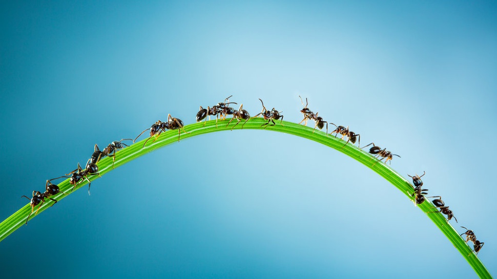 Cara Mengusir Semut Secara Alami dan Aman: dari Kapur hingga Garam