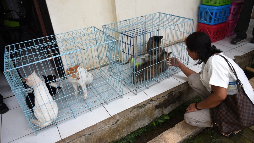 Razia Kucing di DKI dan Upaya Penyelamatan oleh Komunitas