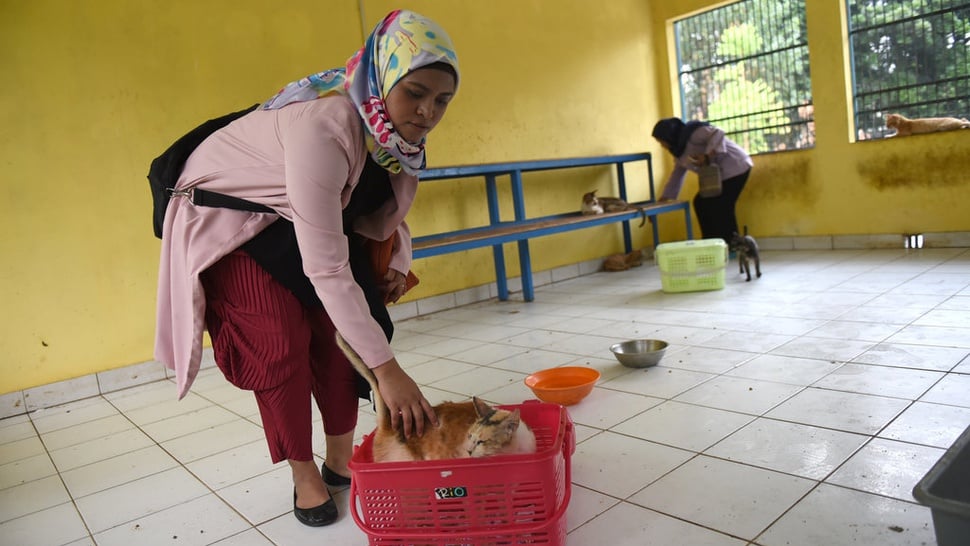 2019/01/08/adopsi-kucing-liar-tirto-mico-7.jpg