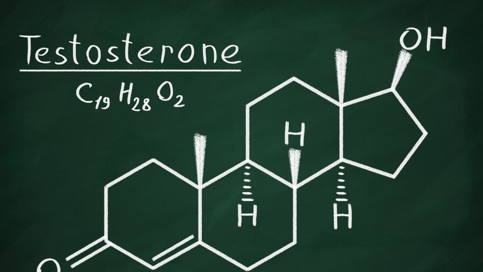 Apa Itu Sistem Endokrin: Hormon, Klasifikasi dan Karakteristiknya