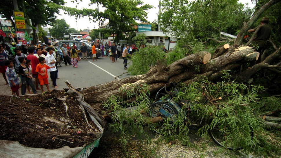 Satu Orang Tewas Tertimpa Pohon di Universitas Pancasila Jaksel