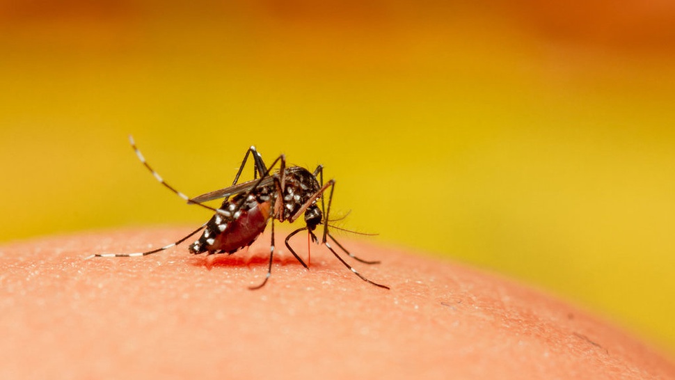 Cara Usir Nyamuk untuk Cegah DBD: 3M Plus dan Gunakan Losion Alami