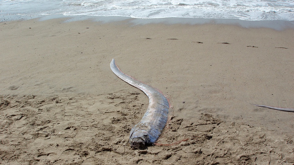 Benarkah Ikan Oarfish di Selayar Bisa Deteksi Gempa dan Tsunami?