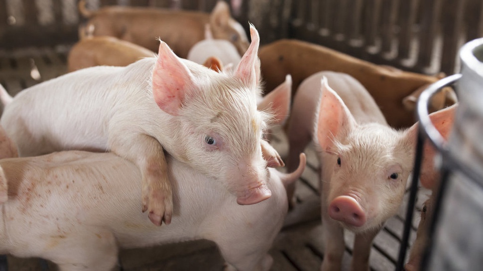 Kementan Soal Virus Flu Babi di Cina: Pengawasan akan Diperketat