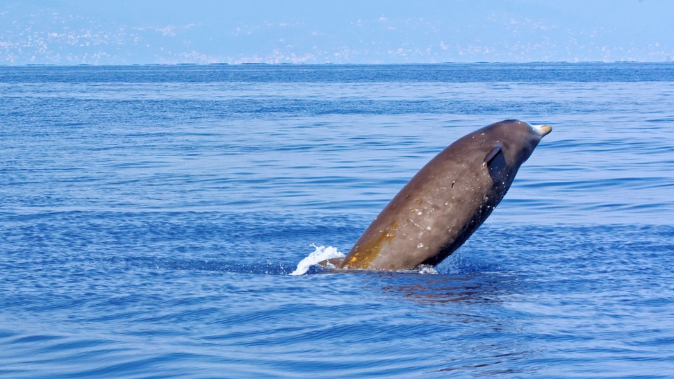 Apa Saja Ikan yang Masuk dalam Jenis Ordo Cetacea?