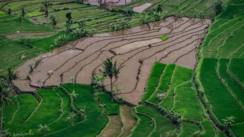 Usaha Pertanian, Perkebunan & Kehutanan 'Layu' di Triwulan II 2019