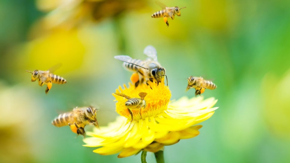 Tahan Penurunan Populasi, Vaksin Pertama Lebah Madu Diluncurkan