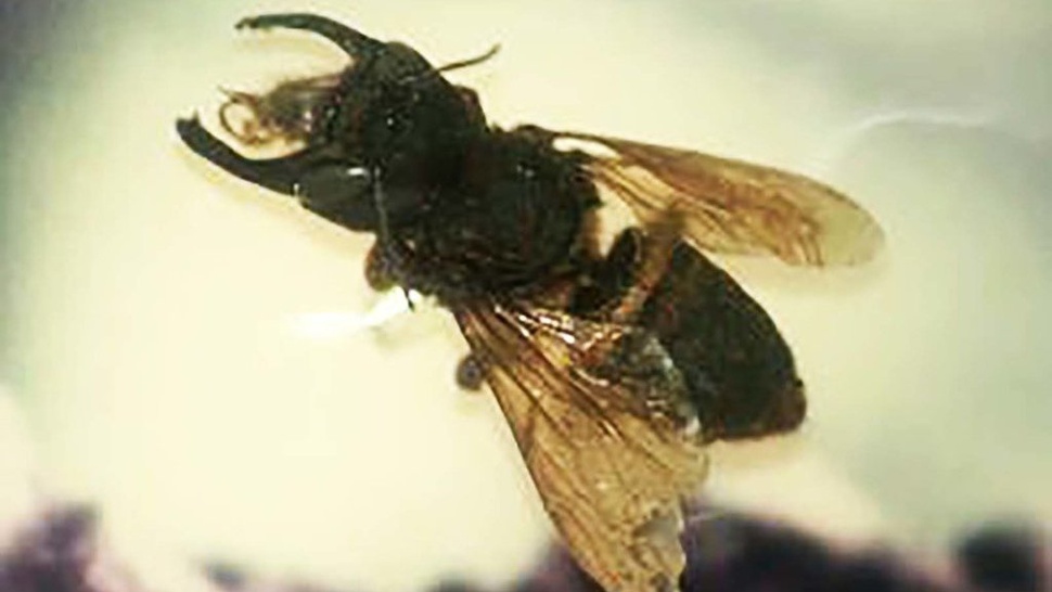 Lebah Raksasa Wallace Ditemukan Kembali di Kepulauan Maluku
