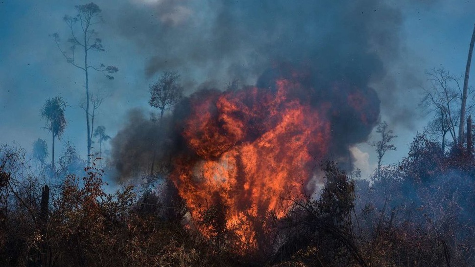 BPBD: Kebakaran Hutan dan Lahan di Riau Capai 2.719 Hektare