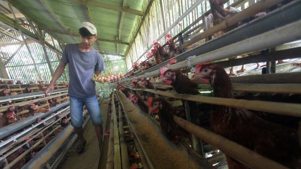 Harga Ayam Jatuh, GOPAN Minta Pemerintah Segera Bertindak