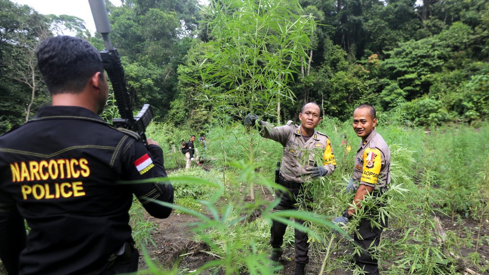Polisi Sita 310 Kg Ganja Jaringan Aceh-Jakarta Pimpinan Eks GAM