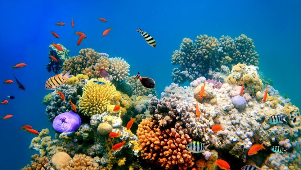 Kawasan Suaka Alam Laut Bisa Bantu Pulihkan Fungsi Ekologi