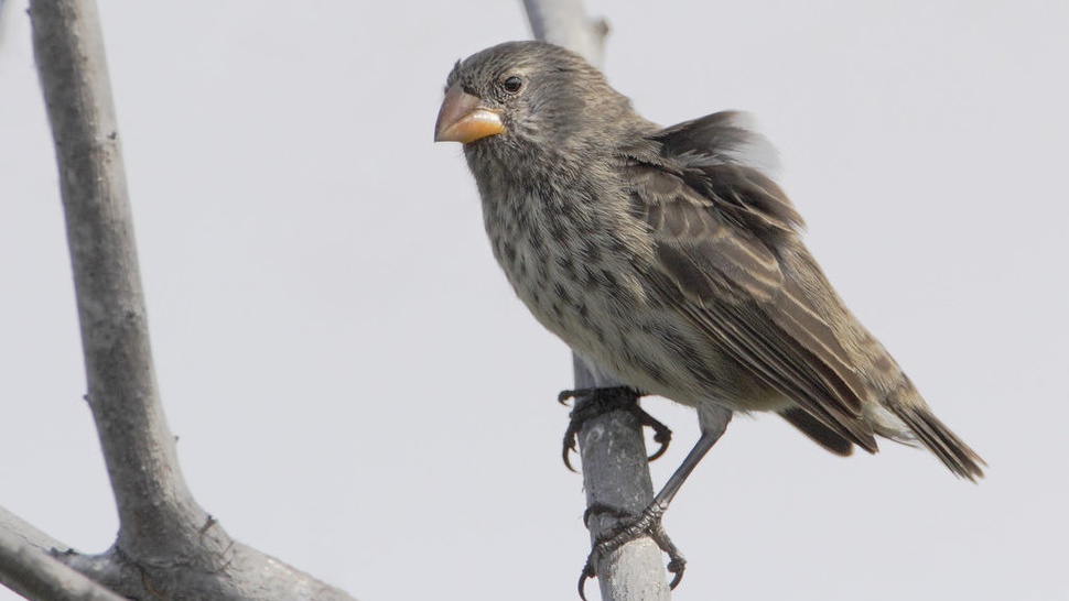 Aktivitas Manusia Pengaruhi Massa Tubuh Burung Finch di Galapagos