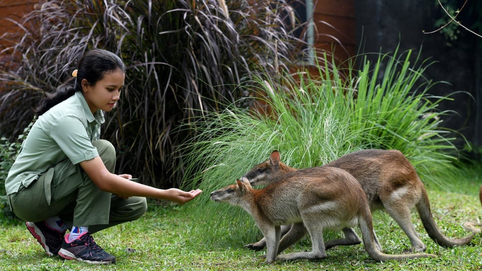 2019/04/30/antarafoto-zona-australiana-taman-safari-prigen-300419-zk-7.jpg