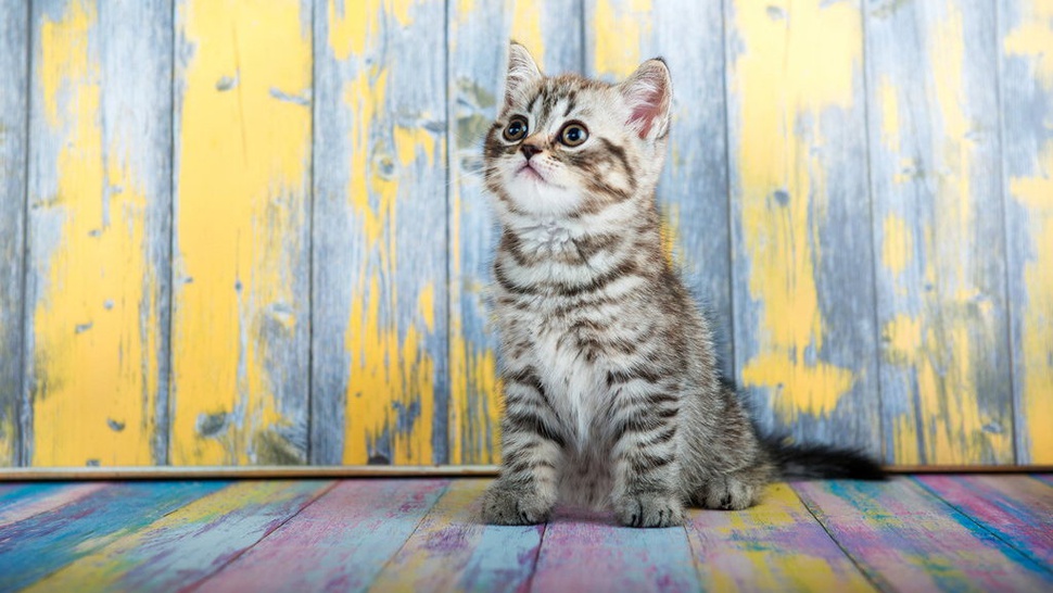 Apakah Oralit Boleh Diberikan untuk Kucing yang Diare?