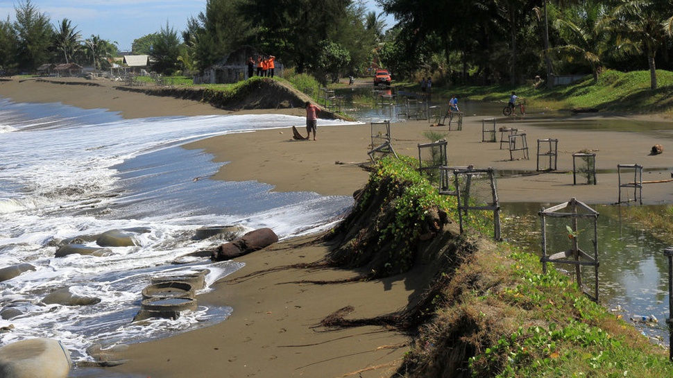 Penelitian: Tanaman Lamun Berpotensi Kurangi Abrasi Pantai