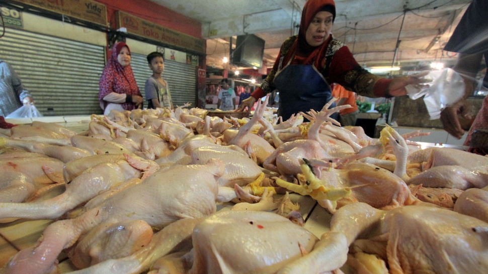 Peternak Keluhkan Harga Ayam yang Turun Drastis Usai Lebaran 2019