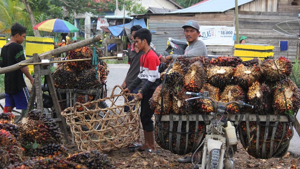 Ketika Indonesia Dihantui Oversupply Produksi Sawit