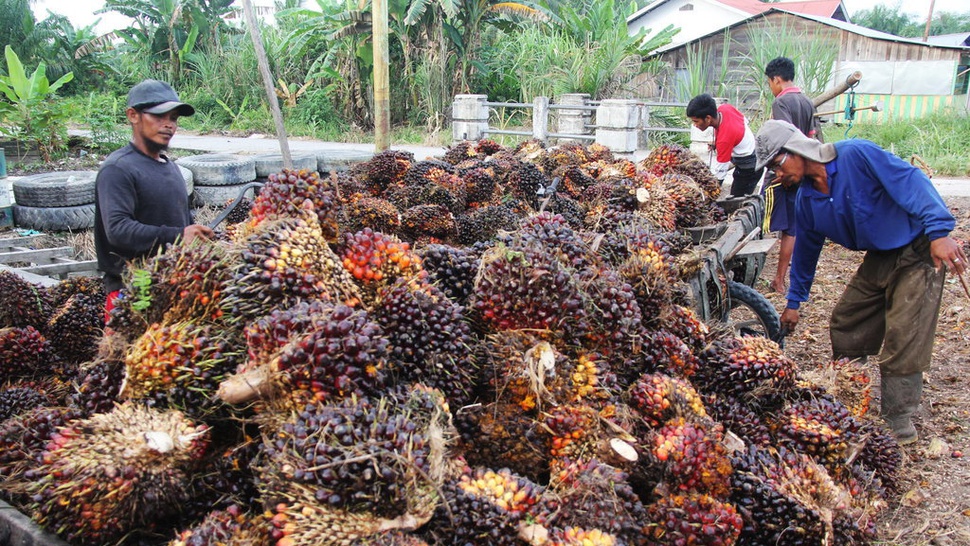 Ekspor Sawit Indonesia ke Cina Anjlok 65,58 Persen di Januari 2020