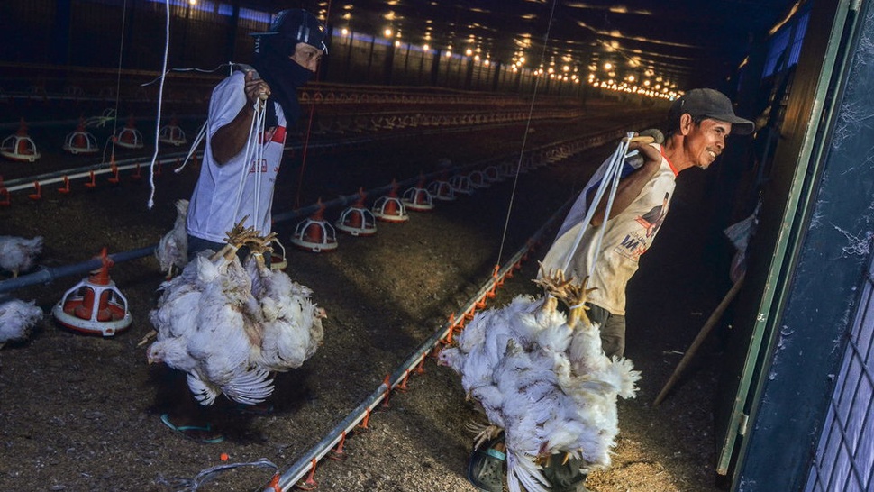 Harga Ayam Jatuh, Kementan Kurangi Bibit untuk Kendalikan Pasokan