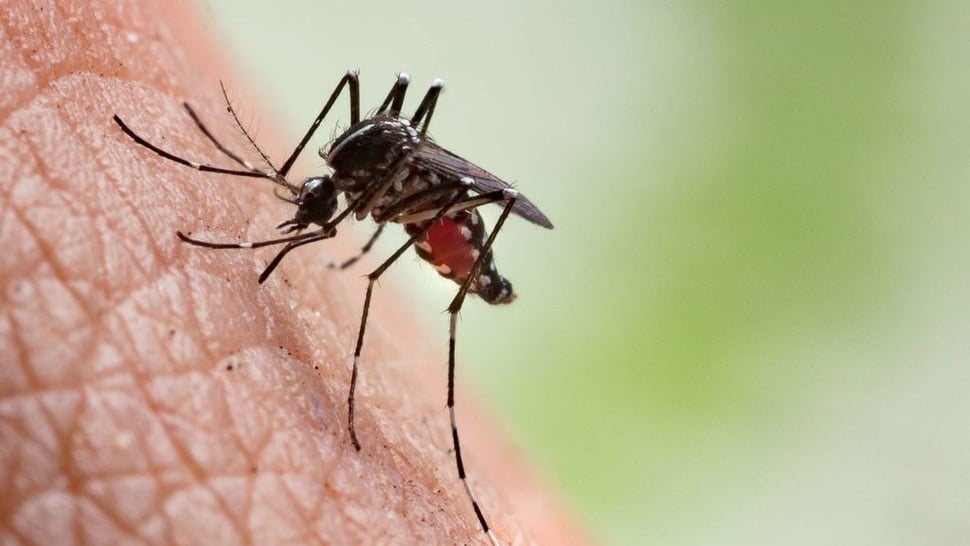 Kenali Penyakit Chikungunya yang Punya Gejala Mirip Demam Berdarah