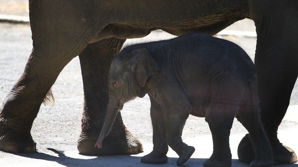 1 Gajah Sumatera Ditemukan Mati di Area Suaka Margasatwa Balai Raja