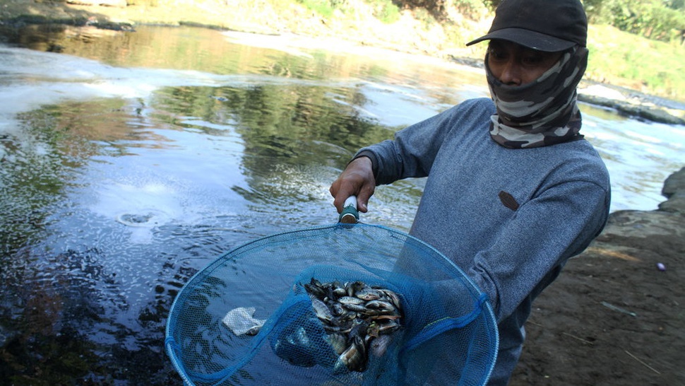 Polisi Selidiki Penyebab Ribuan Ikan Mati di Sungai Cileungsi