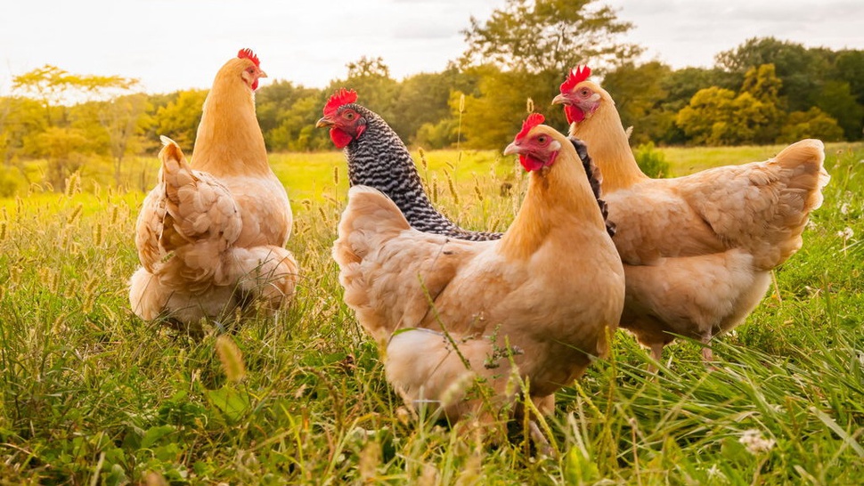 39.000 Ayam Dimusnahkan di Filipina untuk Cegah Flu Burung
