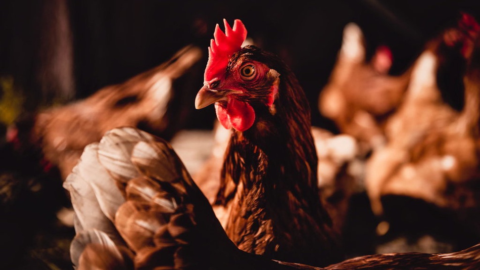 Polisi Selidiki Kasus Bansos Ayam Hidup di Cianjur