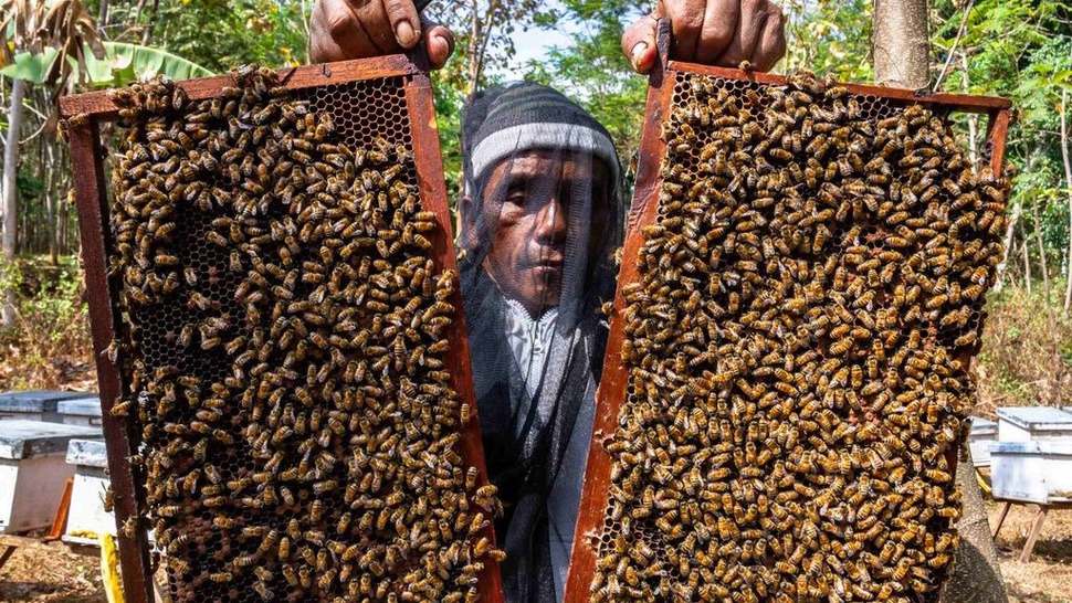 Manfaat Clover Honey Bagi Kesehatan dan Kandungan Nutrisinya