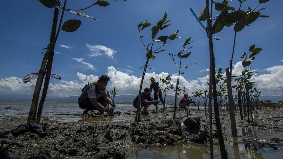 Jokowi Targetkan Rehabilitasi 34 Ribu Hektare Lahan Mangrove