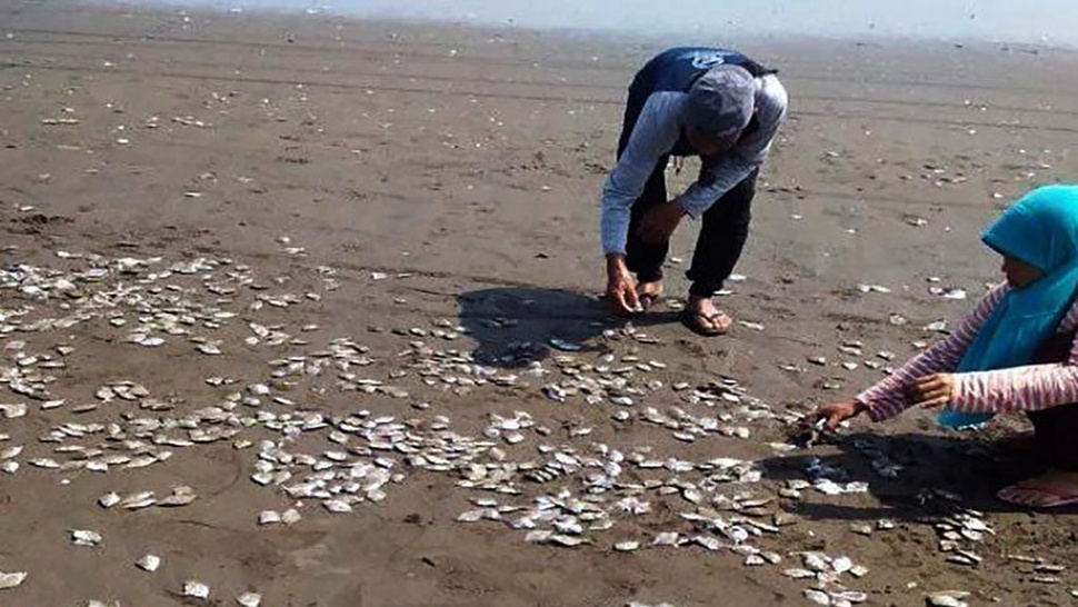 Penyebab Ribuan Ikan Mati di Pantai Jetis Versi DLH Cilacap