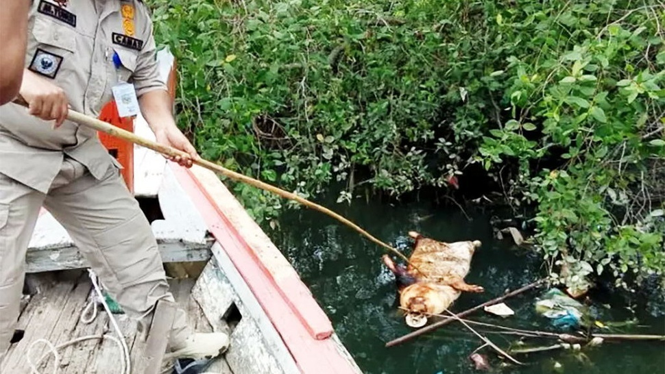 Pemkot Medan Bentuk Tim Khusus Mengatasi Bangkai Babi di Sungai