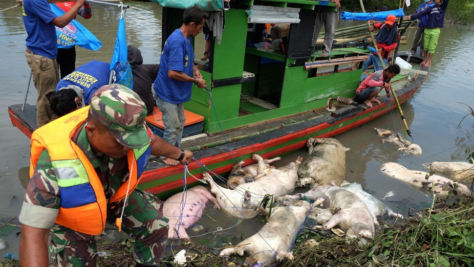 4.888 Ekor Babi di Pulau Timor NTT Mati Terserang Virus Flu Afrika