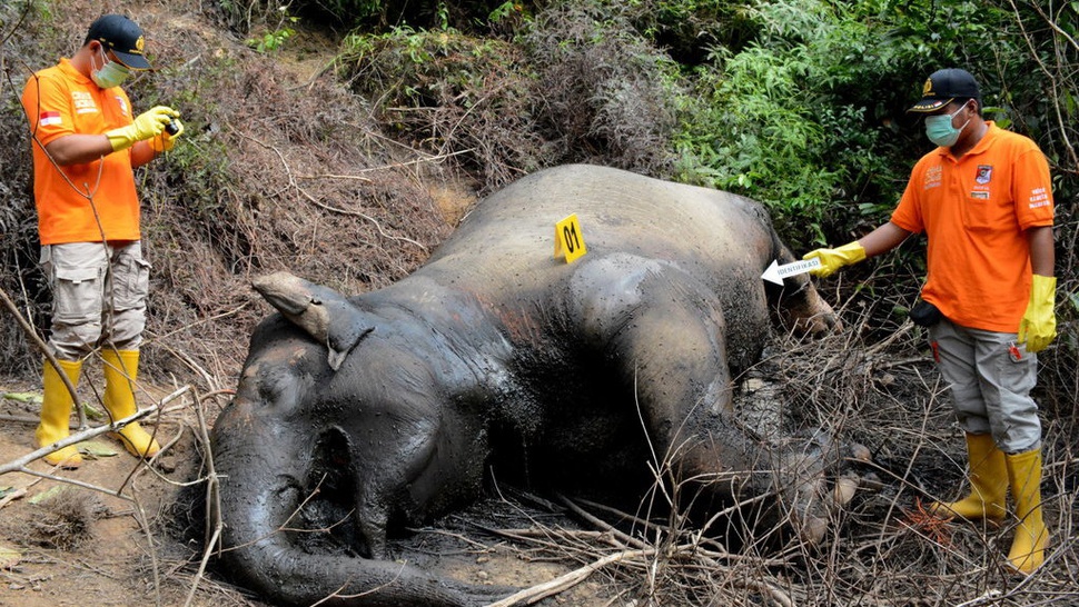BKSDA Duga Gajah Sumatra Mati di Aceh Tengah karena Keracunan