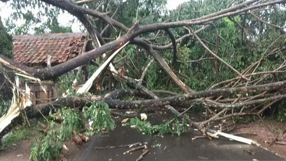 Pohon Tumbang & Rumah Rusak Diterjang Hujan Angin di Rangkasbitung