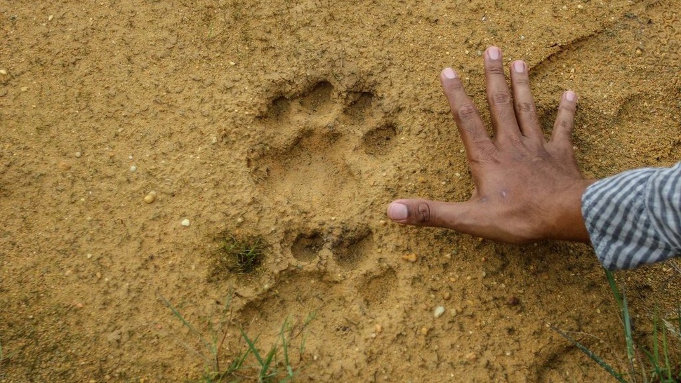 Harimau yang Lepas di Singkawang Kalbar Ditembak Peluru Tajam