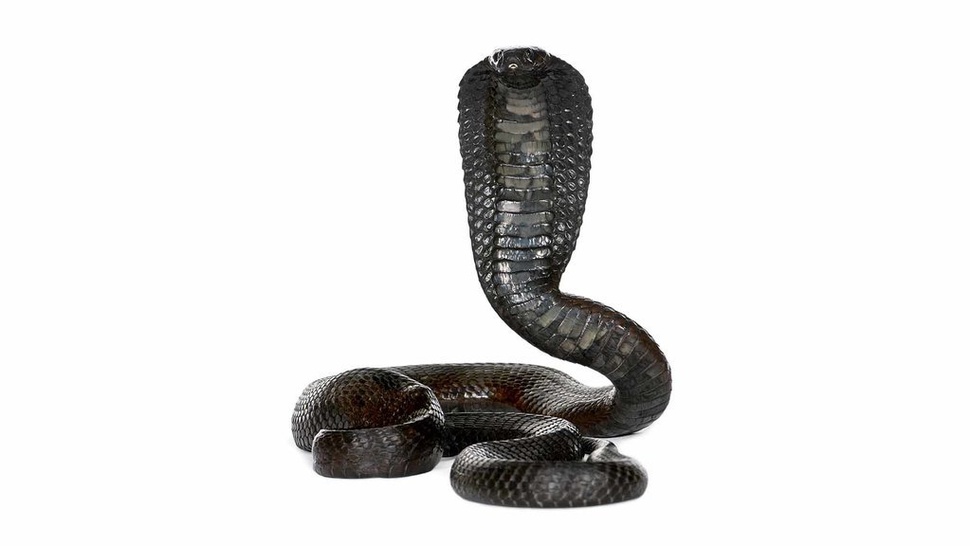 Mitos Ular Kobra Takut Garam Itu Salah, yang Benar Pakai Kamper