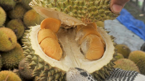 Mengapa Bau Durian Begitu Menyengat? Berikut Penjelasannya