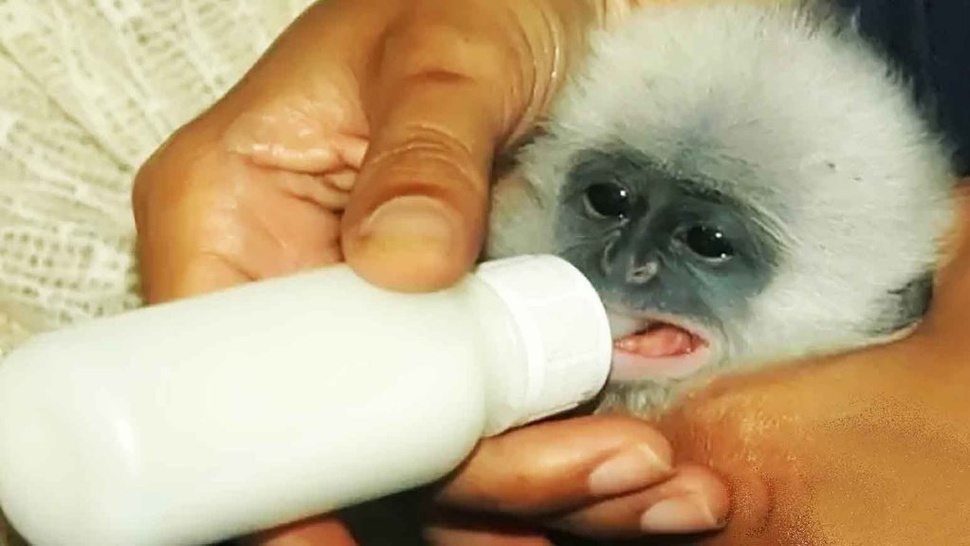 Mengenal Surili, Monyet Langka Endemik Jawa Barat