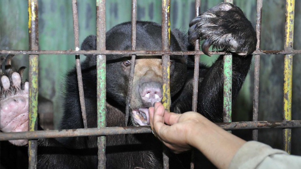 Kondisi Terkini Medan Zoo & Masalahnya, DPRD: Ditutup Bukan Opsi