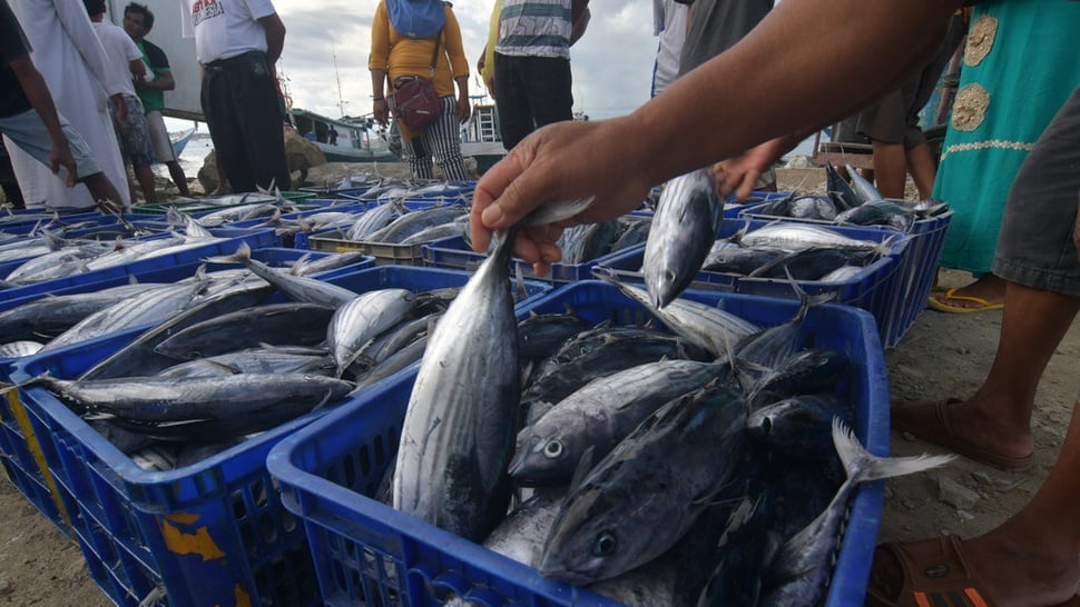 Regulasi Penangkapan Ikan Untungkan Perusahaan, Rugikan Nelayan