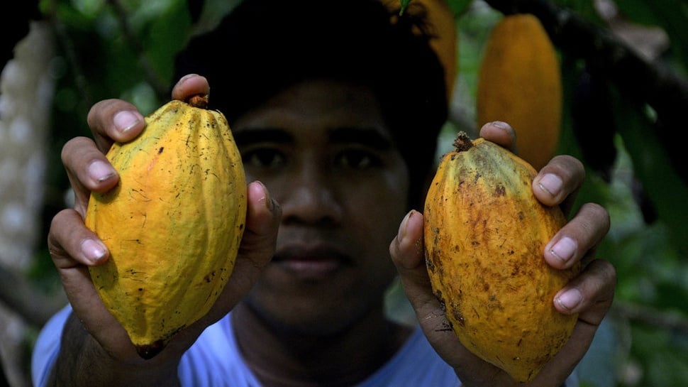Jokowi Bentuk Badan Pengelola Kakao & Kelapa, Digabung ke BPDPKS