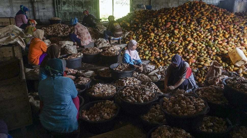 Kakao & Kelapa ke BPDPKS Berpotensi Tambah Masalah Tata Kelola