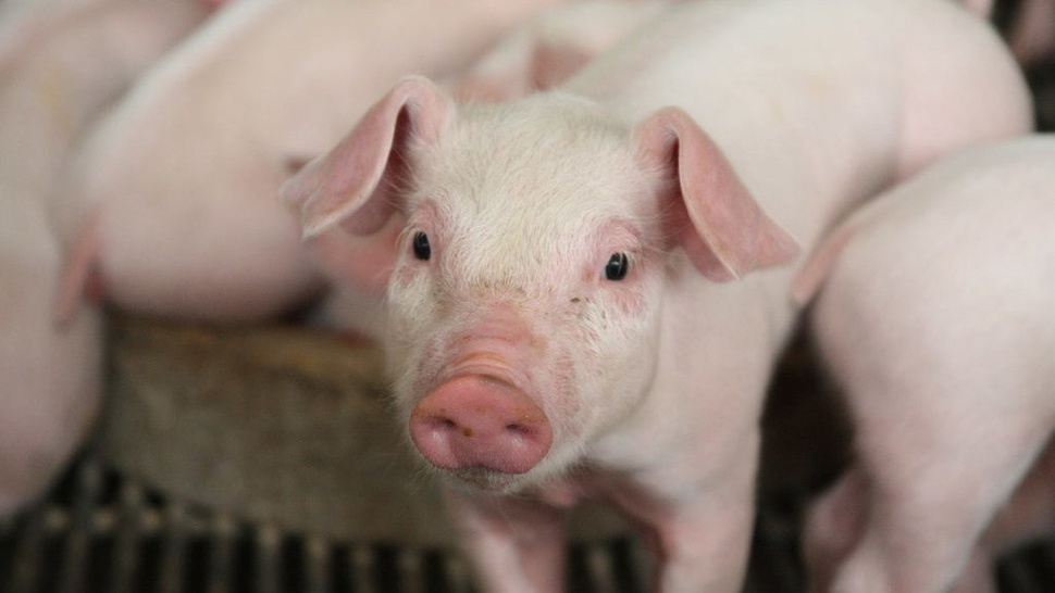 Puluhan Babi di Nusa Tenggara Timur Mati akibat Flu Babi Afrika