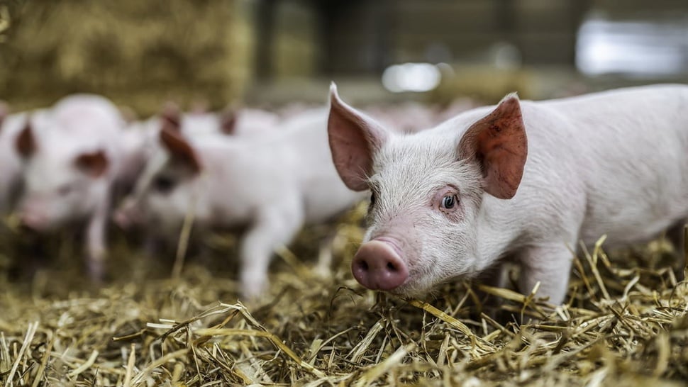 Kemenkes: Flu Babi Baru G4 Belum Ditemukan di Indonesia