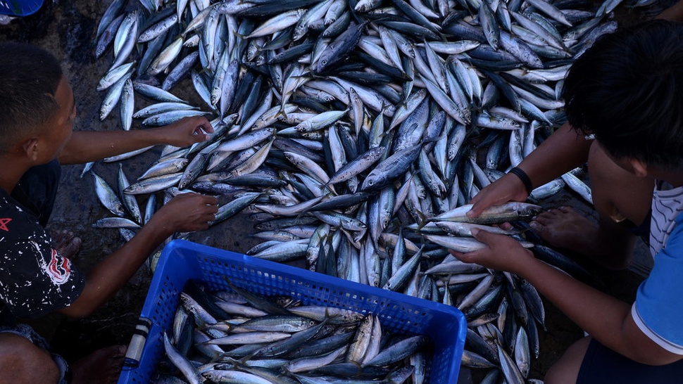 Cina Larang Lagi Satu Eksportir Ikan Indonesia Usai Terpapar Corona